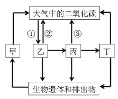 碳循环