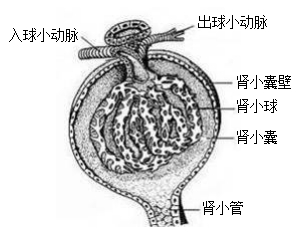 肾小体